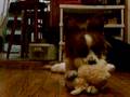 Papillon video