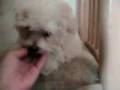 videos de Maltese