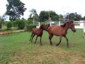 foal and mair
