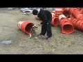 Drama puppy bitework