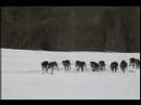 SLEDDOG