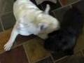 Cloud & Duvel the French Bulldogs - Duvel's First Days At Ho