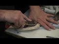 Beginners Taxidermy - Preparing for Mount Part 4 Beginners Taxidermy - Preparing for Mount Part 4