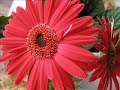 Flores Flores