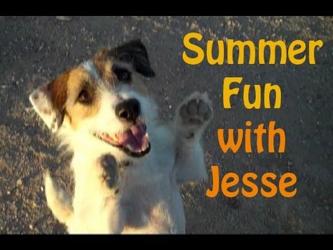 jack russell