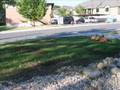 Our Lawn