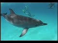 Bahamas Dolphins Research - Part 2