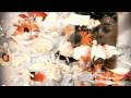 Thecocknbullkid I`m Not Sorry Official Music Video and Lyrics