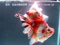 http://kingyo.movie.coocan.jp/提供：金魚的動画空間2008年度 第26回日本観賞魚フェア（全日本金魚品評会）の蝶尾親魚の部 優勝魚です。2008年度 第26回日本観賞魚フェアのレポートhttp://www.osakanakan.com/archives/000600.html蝶尾（チョウビ）の解説：http://kingyo.osakanakan.com/?ZukanChoubi日本観賞魚フェアとは？http://ranchuu.osakanakan.com/tana/archives/000057.html【金魚の解説サイト】金魚wiki：http://kingyo.osakanakan.com/