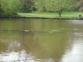 vangt een brasem in het stadspark te Aalst