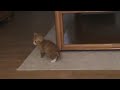 Kittens Kittens