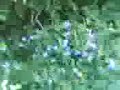 Dogbook Movie: ratting Dogbook Movie: ratting