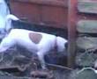 Dogbook Movie: ratting