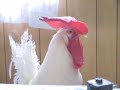 窓の外を飛び回るカラスに対して警戒を発してるなっちゃん。だけど「あっちいけ〜あほかぁ！」と関西弁をしゃべってるように聞こえるのは飼い主だけ...？