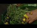 John Dromgoole strawberry plants: Central Texas Gardener John Dromgoole strawberry plants: Central Texas Gardener