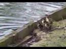 ducklings learn how to swim