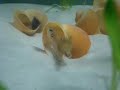 ocellatus briga