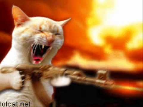 CAT GIF