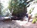 videos de Evans creek run