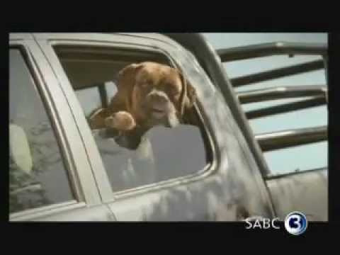 High-Tech home | Celebrity Dogs | I Don't Know How She Does It | Chad 