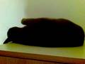 videos de Topino