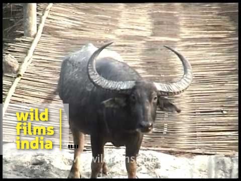 Wild water buffalo (Bubalus arnee)