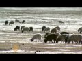 Mongolia's big freeze