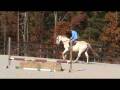 Left Lead Canter.-Skyler - Adopt a Horse
