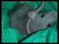 mid-size mammal - chu-pet