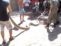 Captura de uma cobra sucuri no bairro dos Noivos em THE Captura de uma cobra sucuri no bairro dos Noivos em THE