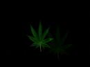 Gong: Pot Head Pixies