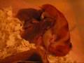 Derf:  Motherhood (the extended remix)