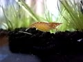 レッドチェリー シュリンプ 2