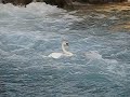 Swan Playing in Thun, Switzerland