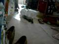 cat VS, ferret
