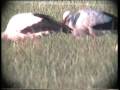 videos de White Stork (Ciconia ciconia) x 3 Sweden 1994