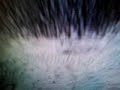 MOV04432