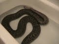 10 foot Granite Burmese Python Taking a Bath
