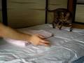 ベンガル猫ゆきむら、突撃猫じゃらし