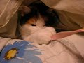 ????????????????MIYA Cat ????????????????MIYA Cat