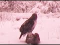 Red-Tailed hawk catches a red squirrel and eats it