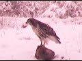 Red-Tailed hawk catches a red squirrel and eats it