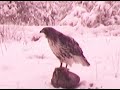 Red-Tailed hawk catches a red squirrel and eats it
