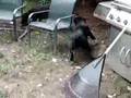 Black Lab' s playing