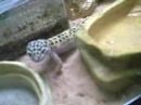 Leopard Gecko - Eating, Drinking & Exploring Leopard Gecko - Eating, Drinking & Exploring