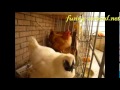 White silkie bullies yellow hen: Racial discrimination?