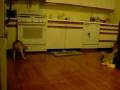 videos de gigi playing fetch