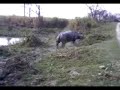 Rhino Charge at Kaziranga - Siva A N & V P Nurdeen
