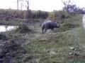 Rhino Charge at Kaziranga - Siva A N & V P Nurdeen
