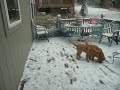 Our puppies first snow!